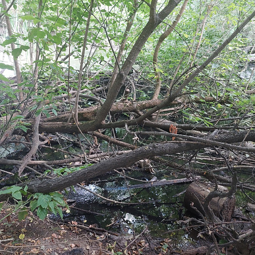 Пушкинский, река Серебрянка, 16.07.2021